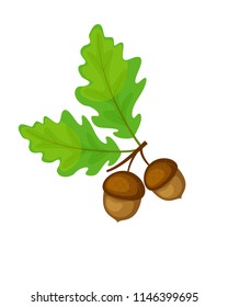 Colorful oak brunch with leaves and acorns. Vector illustration isolated on white background. 