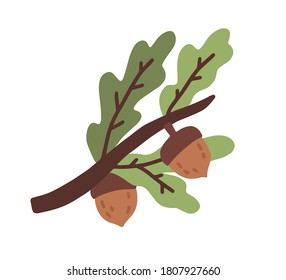 Colorful oak tree branch with leaves and acorns or nuts isolated on white background. Natural autumn symbol and decor element. Vector illustration in flat cartoon style