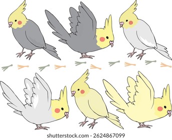 Colorful Okame parakeets of various colors.