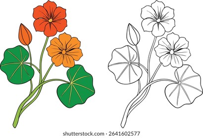 Colorful Orange and Green Nasturtium Flower Vector Illustration with Outline Version