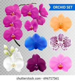 Colorful orchid flowers collection branch and blue pink wine mottled heads on transparent background realistic vector illustration 