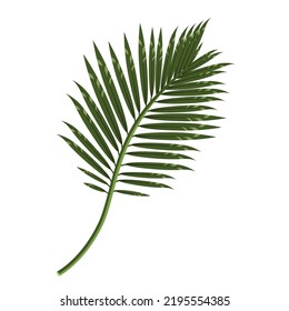 Colorful palm branch isolated on a white background.Vector illustration of a tropical branch can be used in textiles, postcards, summer designs.