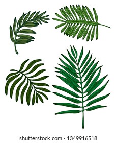 Colorful Palm Leaves hand drawn set. Retro botanical line art of jungle leaves. Vintage tropical sketch. Vector illustration isolated on white background