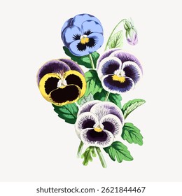 Colorful pansies illustration with purple, yellow, and blue petals. Vibrant pansies with green leaves. Pansies art with detailed petals and vivid colors. Vintage flower illustration vector.