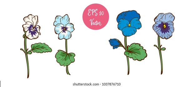 Colorful pansy flowers on the stems isolated on white background. Floral vector