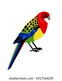 Colorful parrot. Cartoon tropical bird, exotic character of zoo with beautiful feathers, vector illustration of eastern rosella isolated on white background