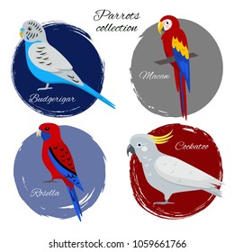 Colorful parrot icon set in flat style. Budgerigar, scarlet macaw, crimson rosella and cockatoo parrots.