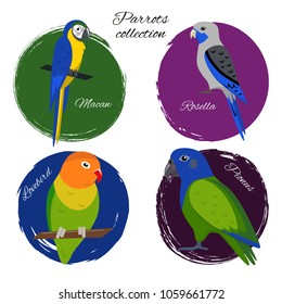 Colorful parrot icon set in flat style. Blue-and-yellow macaw, blue rosella, lovebird and pionus parrots.