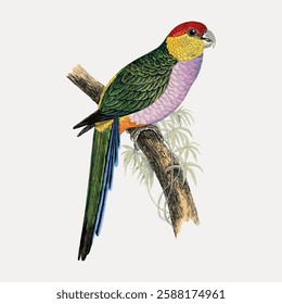 Colorful parrot illustration on a branch. Vibrant parrot with green, red, and yellow feathers. Detailed parrot art showcasing its vivid plumage and elegant posture. Vintage bird illustration vector.