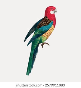 Colorful parrot illustration with vibrant feathers. Parrot features include red head, green wings, and blue tail. Parrot perched, showcasing its vivid plumage. Vintage bird illustration vector.