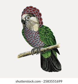 Colorful parrot illustration with vibrant feathers. Parrot perched on a branch. Detailed parrot art with green, red, and blue feathers. Exotic parrot design. Vintage bird illustration vector.