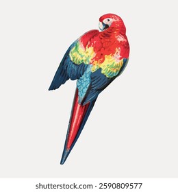 Colorful parrot illustration with vibrant red, yellow, and blue feathers. Parrot perched, showcasing its vivid plumage. Bright parrot art on a light background. Vintage bird illustration vector.