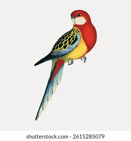 Colorful parrot illustration with vibrant red, yellow, and blue feathers. The parrot's striking colors and detailed plumage create a vivid and lively image. Vintage bird illustration, animal vector.