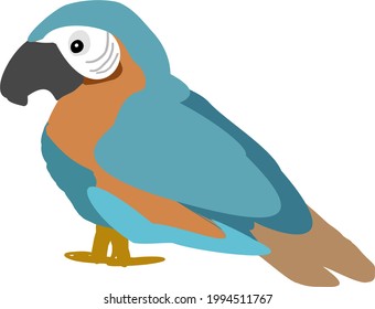 Vector de aves aisladas de loro colorido