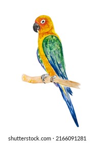 Colorful parrot on a branch vector illustration 
