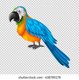 Colorful parrot on transparent background illustration