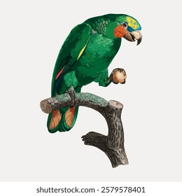 Colorful parrot perched on a branch. Green parrot with vibrant feathers. Parrot holding a nut. Detailed illustration of a parrot on a branch. Vintage bird illustration vector.