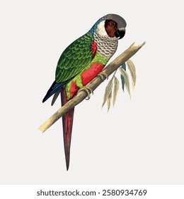 Colorful parrot perched on a branch. Parrot with vibrant green, red, and blue feathers. Parrot illustration, detailed and vivid. Parrot art on a branch. Vintage bird illustration vector.