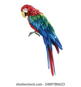 Colorful parrots, red macaw, set tropical birds, isolated white background, watercolor illustration. jungle design