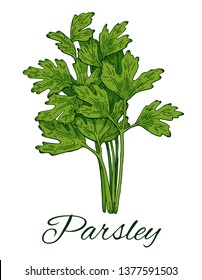 Colorful Parsley bunch hand drawn sketch. Retro botanical line art. Medical herb and spice. Vintage green raw parsley. Herbal vector illustration isolated on white background