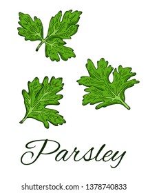 Colorful Parsley hand drawn set. Retro botanical line art. Medical herb and spice. Vintage green raw parsley. Herbal vector illustration isolated on white background