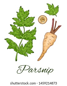  Colorful Parsnip hand drawn set. Including roots, sliced piece and branch with leaves. Retro botanical art. Organic food, eco sketch. Vector illustration isolated on white background