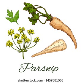 Colorful Parsnip hand drawn set. Including roots, flowers and leaves. Retro botanical line art. Organic food, eco sketch. Vector illustration isolated on white background