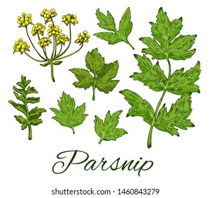 Colorful Parsnip hand drawn set. Including whole plant, flowers and leaves. Retro botanical line art. Organic food, eco sketch. Vector illustration isolated on white background