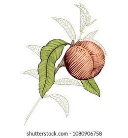 Colorful Peach fruit with outline branch in engraved style isolated on white background, vector illustration