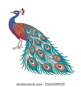 colorful Peacock Cartoon Animal Nature Icon Concept Isolated design