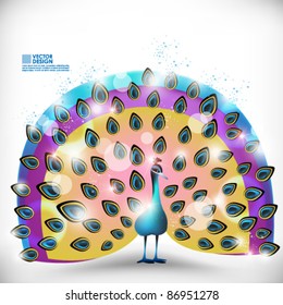 colorful peacock vector design