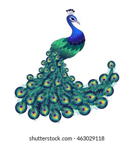 Colorful peacock for your design. Vector illustration