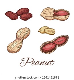 Colorful Peanuts hand drawn set. Vintage sketch of peanut. Line art of nuts. Vector Illustration isolated on white background