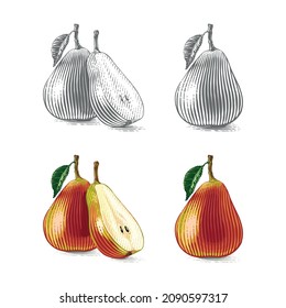 colorful Pear Hand drawing sketch engraving illustration style