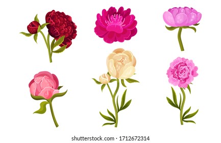 Colorful Peony Flower Buds on Green Stems with Showy Petals Vector Set