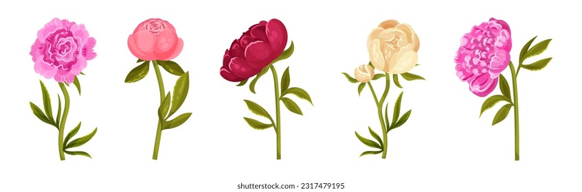 Colorful Peony Flower Buds on Green Stems with Showy Petals Vector Set