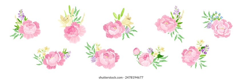 Colorful Peony Flower Buds with Showy Petals Vector Set