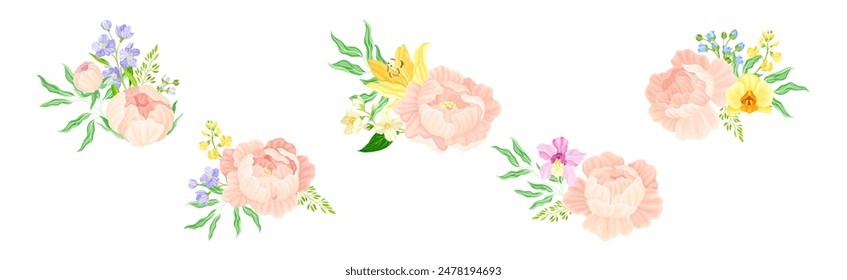 Colorful Peony Flower Buds with Showy Petals Vector Set