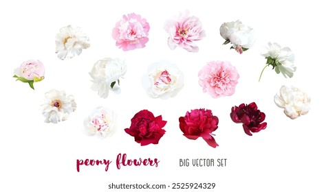 Bunte Pfingstrosen Blumen Vektor Design großes Set. Heiß rosa, barbie rosa, weiß, beige, cremig, bordeauxrote Sommerpfingstrosen. Frühlingsblüten ausschneiden.Alle Elemente sind einzeln und auf weißem Hintergrund bearbeitbar