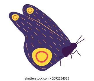 colorful perched butterfly on white background