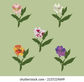 colorful peruvian lily flower vector illustration .hand drawn doodle flower 
