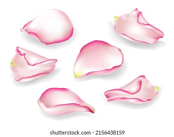 Colorful petals of rose isolated on white background. Vector illustration.