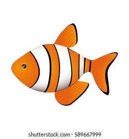 colorful picture clownfish acuatic animal vector illustration