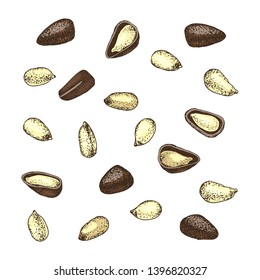 Nueces de pino coloridas aisladas sobre fondo blanco. Ilustración del vector