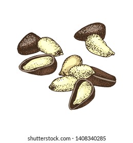 Colorful pine nuts isolated on white background. Vector illustration