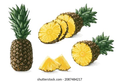 colorful pineapple Hand drawing sketch engraving illustration style