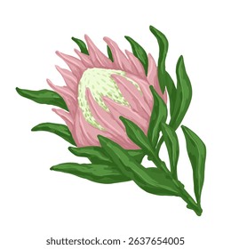 Colorful pink protea flower.Vector graphics.