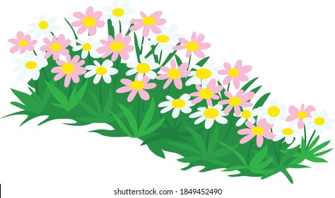 Colorful pink and white garden pollinator plants vector