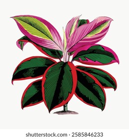 Colorful plant illustration with vibrant leaves. Green, pink, and red leaves create a striking plant design. Botanical art with bold plant colors and leaf patterns. Vintage art illustration, vector.  