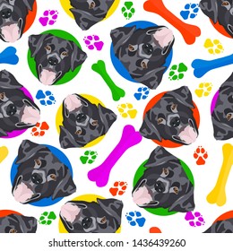 Colorful and playful black lab
